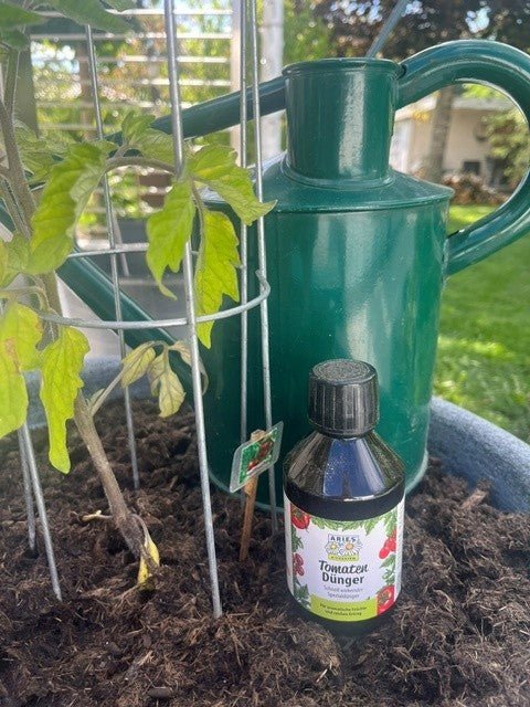 Unsere riesige Tomatenernte dank Aries Tomatendünger - Haushaltsreinigung.at
