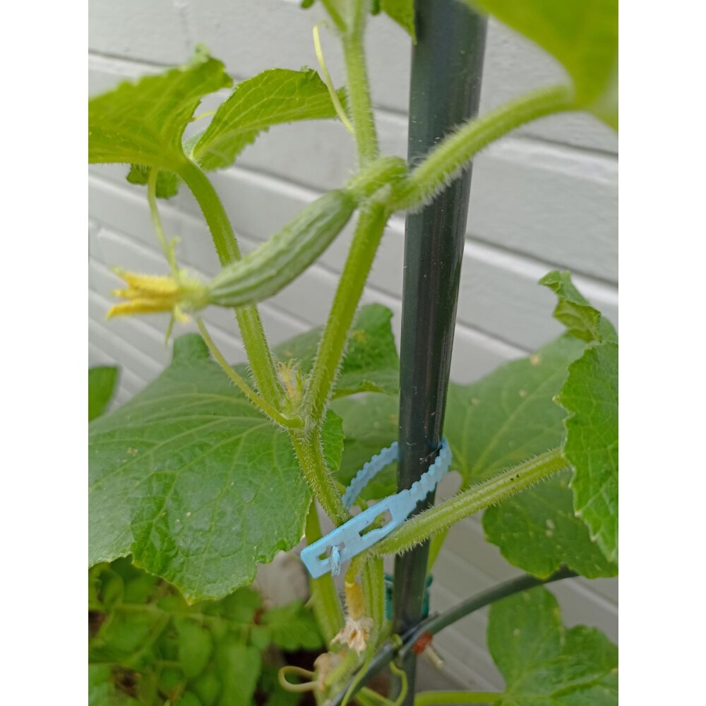 Pflanzenbinder 30 Stk. - Flexgreen GmbH